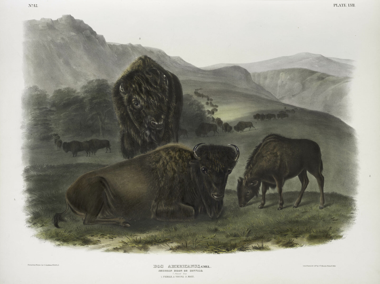 James Audubon, printed by John T. Bowen, "American Bison", from "The Quadrupeds of North American", 1845-48. Hand-colored lithograph. This exhibition has been loaned through the Bank of America Art in our Communities® program.